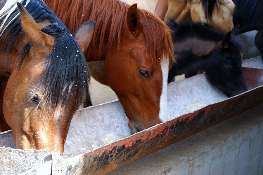 Feeding Beet Pulp to Horses