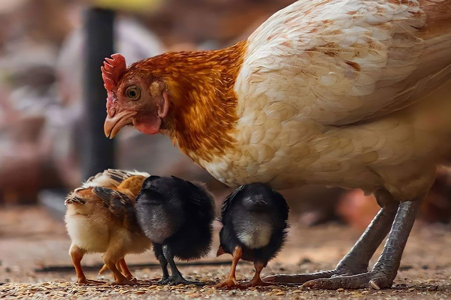 Choosing a Backyard Chicken Breed