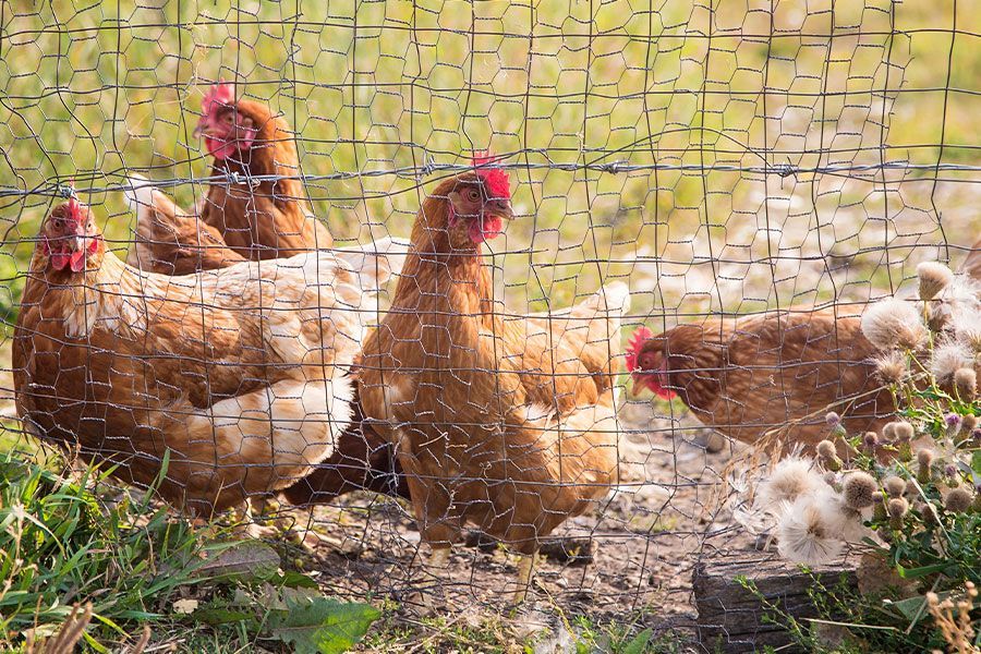 Chicken Coops