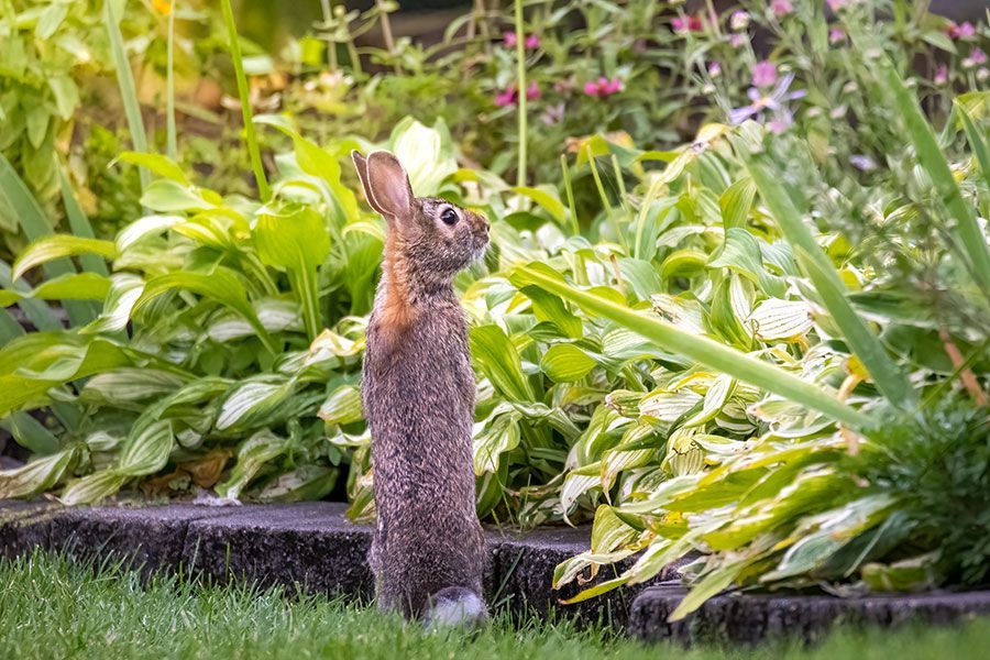 Deterring Rabbits