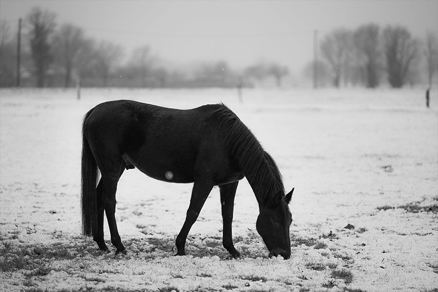 Equine Nutrition