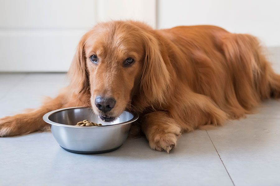 General Feeding Guidelines for Dogs