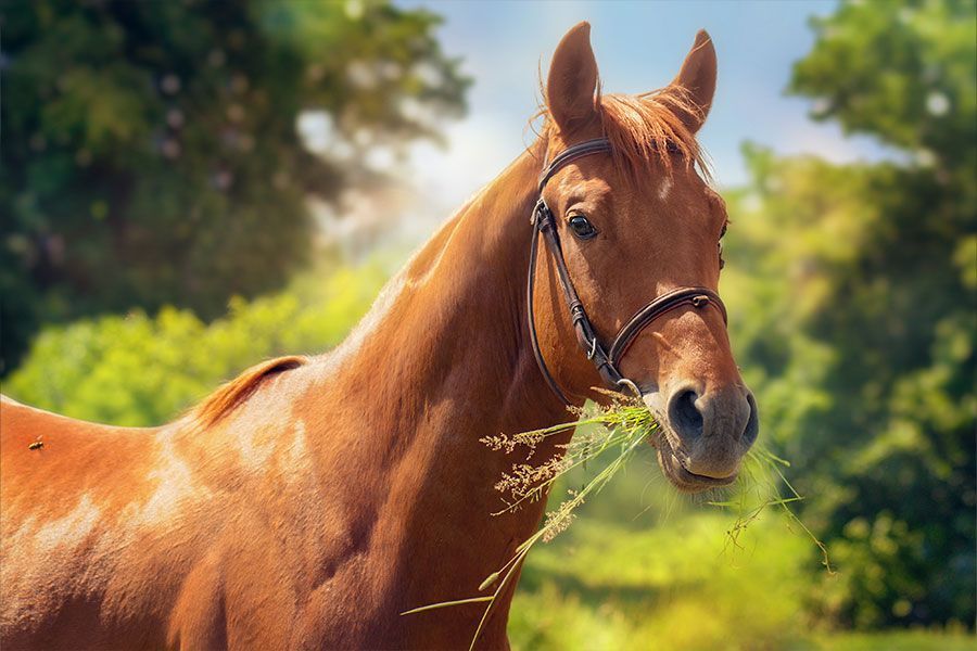 General Feeding Guidelines for Horses