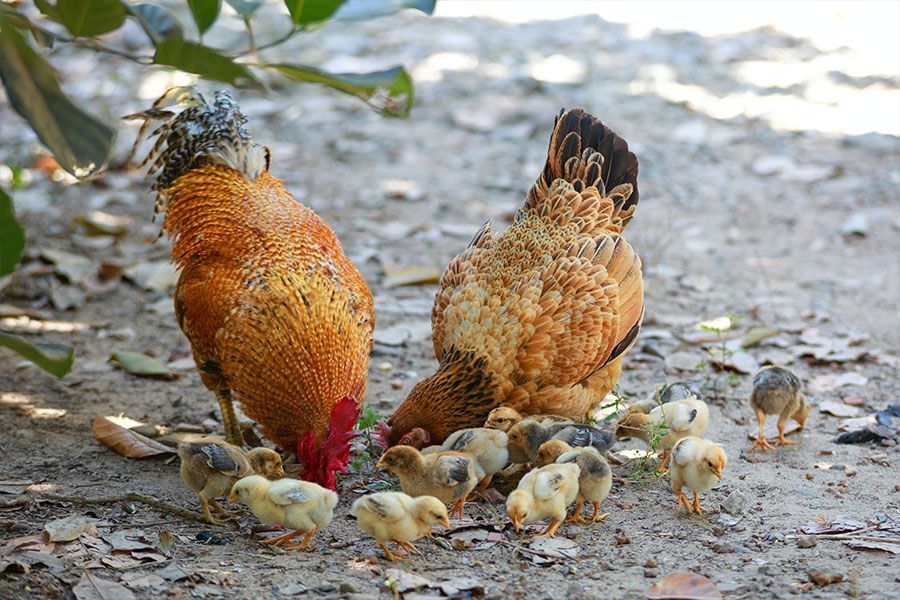 Feeding Mealworms, Grubs and Crickets to Poultry & Wild Birds