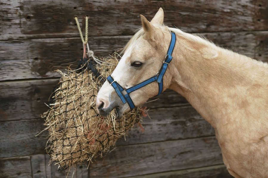 Supplementing Hay & Hay Shortages