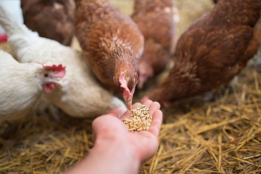 Do Chicken Coops Need To Be Heated?