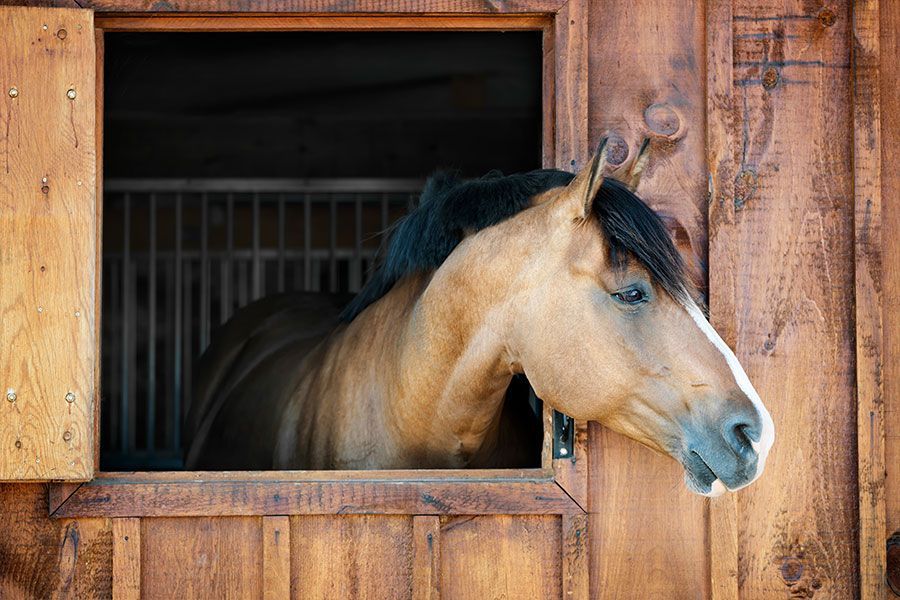 Your Horse Supply Headquarters