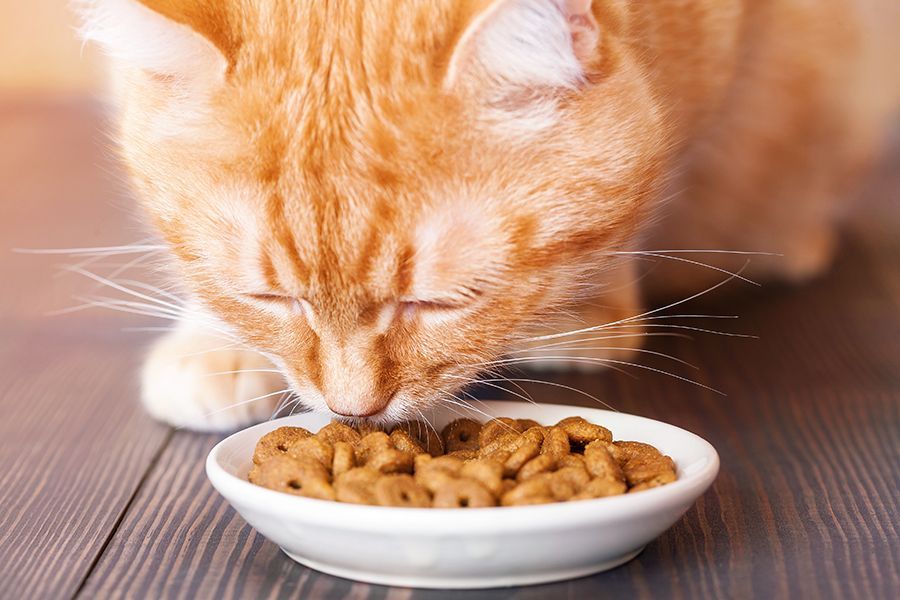 Three Methods of Feeding Cats