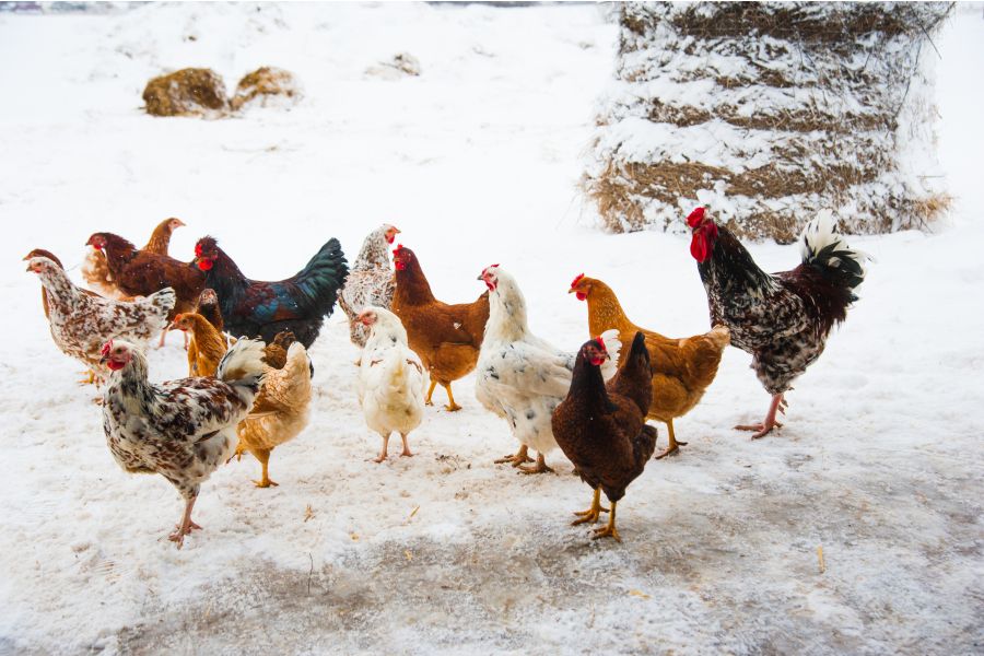 Tips & Tricks to Keep Chickens Happy & Healthy in Winter!