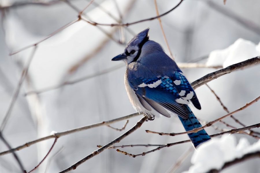 Winter Backyard Birding