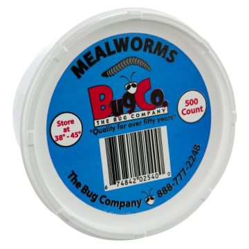 The Bug Company Mealworms, 500 ct.