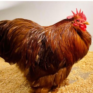 Bantam, Cochin 'Red'