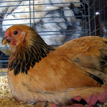 Bantam, Brahma 'Buff'