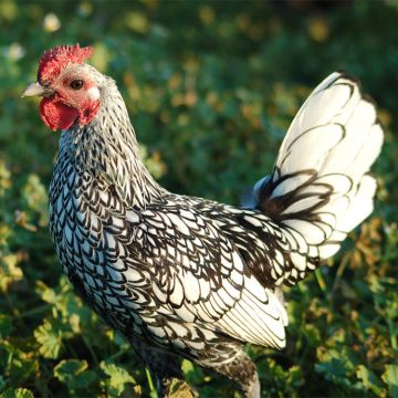 Bantam, Sebright 'Silver'