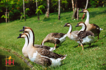 Goose Meat Bird, African Geese (min order 8)