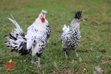 Chicken Ornamental, Appenzellar Spitzhauben (min order 15)