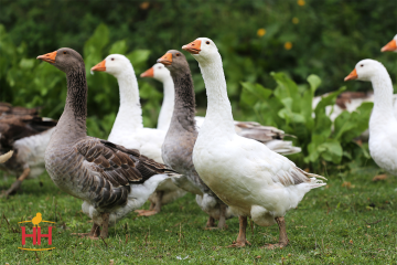 Goose Dual Purpose Assorted Geese (min order 8)