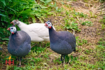 Guinea Guard Bird, Assorted Guineas (min order 20)