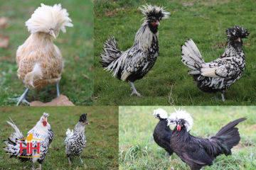 Chicken Ornamental Assorted Polish & Crested (min order 15)