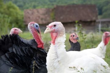 Turkey Meat Bird, Assorted Turkeys (min order 10)