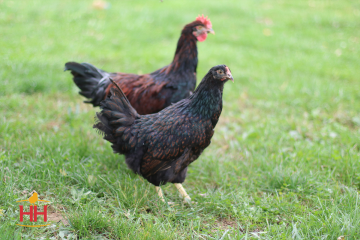 Chicken Dual Purpose, Barnevelder (min order 15)