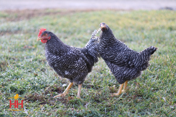 Chicken Dual Purpose, Plymouth Rock Barred (min order 15)