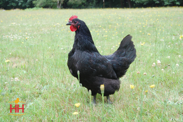 Chicken Dual Purpose, Black Australorp (min order 15)