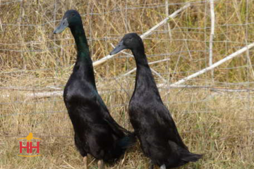 Duck Foraging Bird, Runner Duck Black (min order 15)