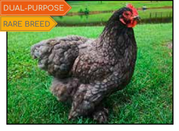 Chicken Dual Purpose, Cochin Blue (min order 15)