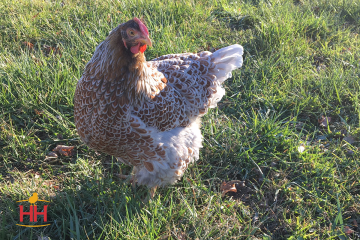 Chicken Dual Purpose, Wyandotte Blue Laced Red (min order 15)