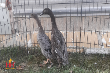 Duck Foraging Bird, Runner Duck Blue (min order 15)