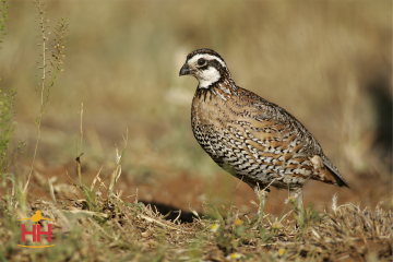 Quail Multi Purpose, Bobwhite Quail (min order 30)