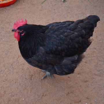 Bantam, Cochin 'Black'