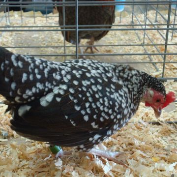 Bantam, Old English 'Spangled'