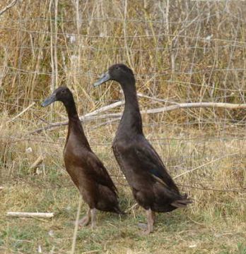 Duck Foraging Bird, Runner Duck Chocolate (min order 15)