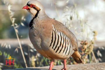 Partridge Game Bird, Chukar Partridge (min order 50)