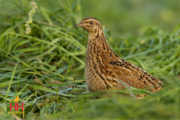 Quail Multi Purpose, Coturnix Quail (min order 30)