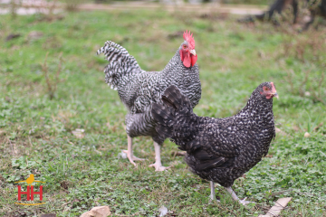 Chicken Dual Purpose, Maran Cuckoo (min order 15)