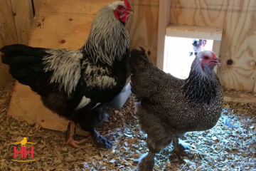 Chicken Dual Purpose, Brahma Dark (min order 15)