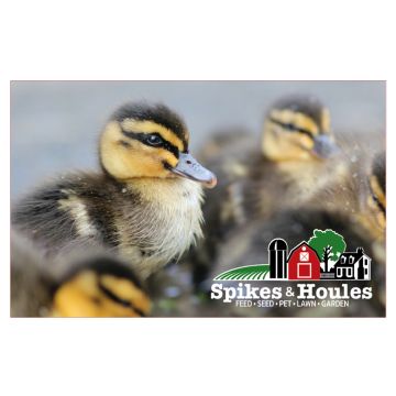 Spikes & Houles Young Ducklings - Gift Card