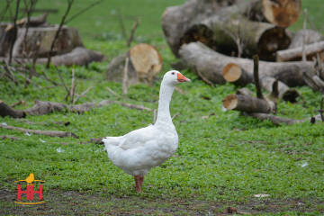 Goose Meat Bird, Embden Geese (min order 8)