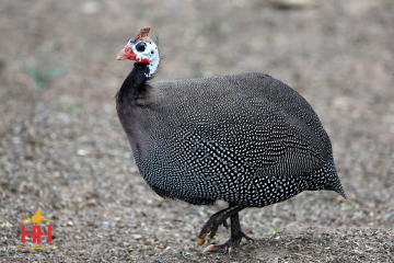 Guinea Guard Bird, French Pearl Guinea (min order 20)