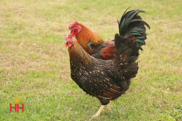 Chicken Dual Purpose, Wyandotte Gold Laced (min order 15)