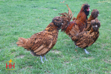 Chicken Ornamental, Polish Gold Laced (min order 15)