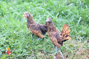 Bantam, Sebright, Golden (min order 20)