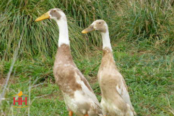 Duck Foraging Bird, Runner Duck, Indian (min order 15)