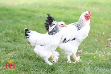 Chicken Dual Purpose, Brahma Light (min order 15)