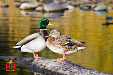 Duck Ornamental Bird, Mallard Duck (min order 15)