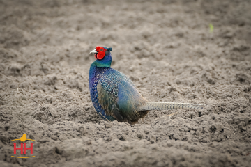 Pheasant Game Bird, Melanistic Mutant Pheasant (min order 20)