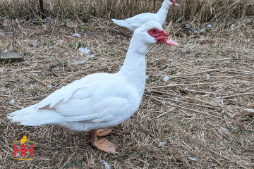 Duck Meat Bird, Muscovy Duck (min order 15)